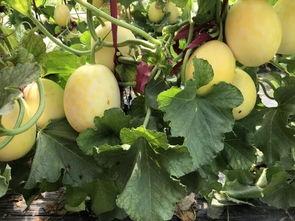 界首市吃瓜视频,揭秘当地美食文化盛宴