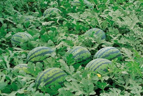 东洲农村吃瓜视频曝光,揭秘乡村生活百态