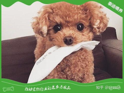 泰迪可以吃大瓜么吗视频,宠物美食新体验