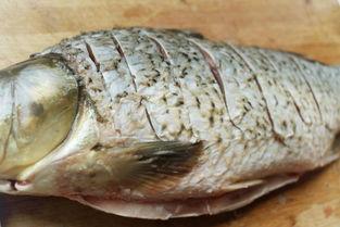 福瓜叶子能给鱼吃吗视频,鱼儿的新鲜美食探索