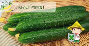 吃瓜视频苏六,吃瓜视频中的“瓜王”传奇