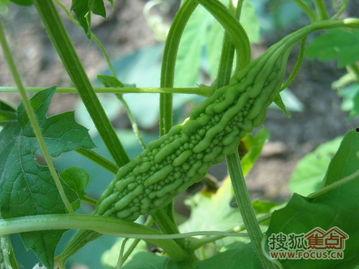 走进瓜园吃瓜视频,跟随视频走进甜蜜瓜果的世界