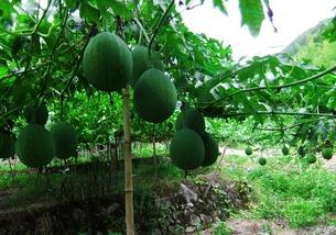 吊瓜应该怎么吃呢视频,轻松学会吊瓜的多样吃法