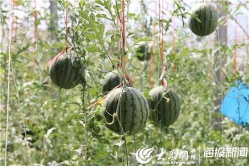 邳州网红吃瓜事件视频曝光,视频曝光引发网友热议