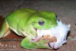 两个青蛙吃瓜视频,两段趣味横生的吃瓜视频大比拼