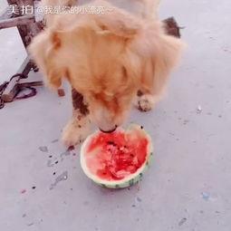 吃瓜小熊小金毛视频,吃瓜小熊与小金毛的欢乐互动瞬间