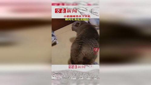 猫咪吃瓜群众的视频,猫咪吃瓜群众视频大揭秘